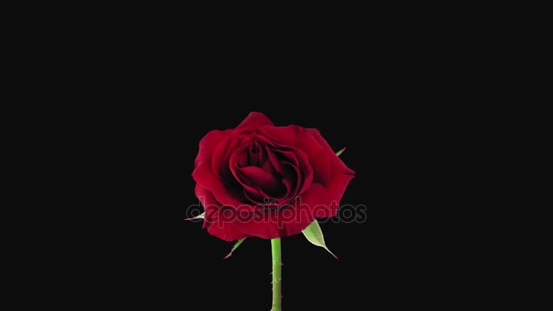 Gyorsított haldokló vörös rózsa Rgb + alfa Matt formátum - Felvétel, videó