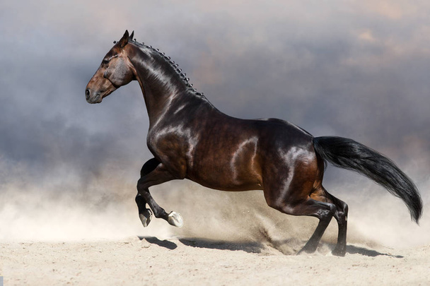 Bay stallion run fast in dust - Photo, Image