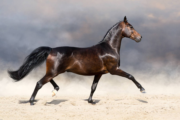 Bonito cavalo trote no campo arenoso
 - Foto, Imagem