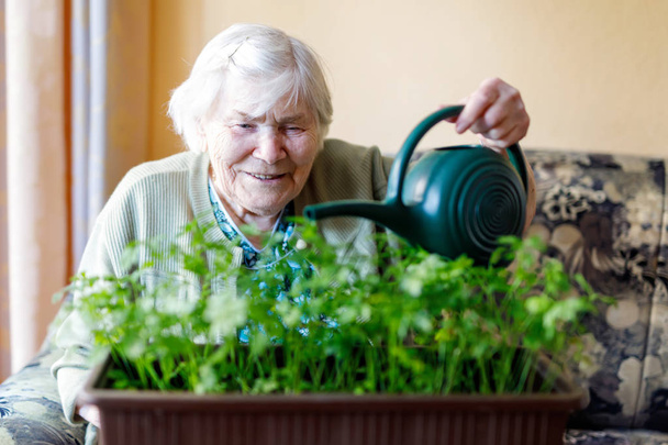 Mulher sênior de 90 anos regando plantas de salsa com lata de água em casa
 - Foto, Imagem