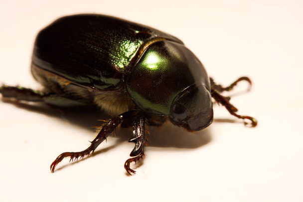 Käfer sind eine Gruppe von Insekten, die die Ordnung Coleoptera bilden, in der Superordnung Endopterygota. - Foto, Bild