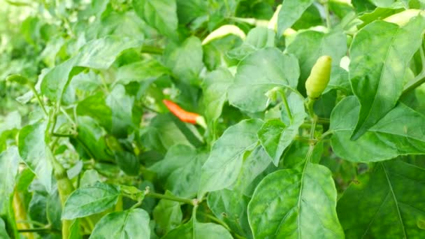 Close-up op Spaanse peper op groene planten - Video