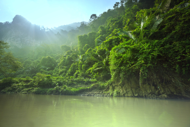 Dschungel - Foto, Bild