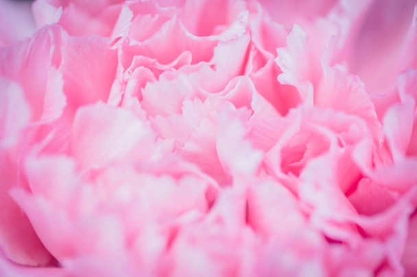 Różowy streszczenie piwonia kwiat tło używane jako tło ilustr - Zdjęcie, obraz