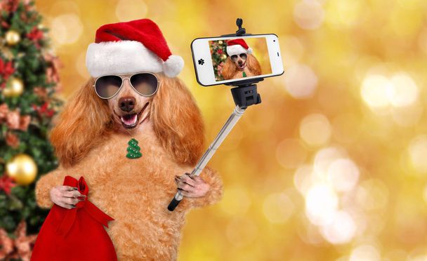 Dog in red Christmas hat taking a selfie together with a smartphone. - Фото, изображение