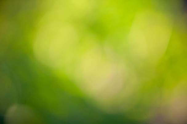 Hermosa hoja de fondo verde borrosa de árboles
 - Foto, Imagen