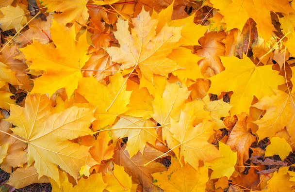 Φθινόπωρο πολύχρωμα φύλλα πορτοκαλί, κόκκινο και κίτρινο σφενδάμι ως φόντο Εξωτερική. - Φωτογραφία, εικόνα