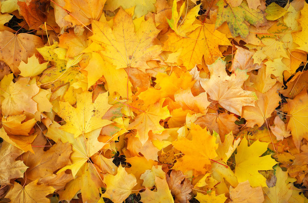 Φθινόπωρο πολύχρωμα φύλλα πορτοκαλί, κόκκινο και κίτρινο σφενδάμι ως φόντο Εξωτερική. - Φωτογραφία, εικόνα