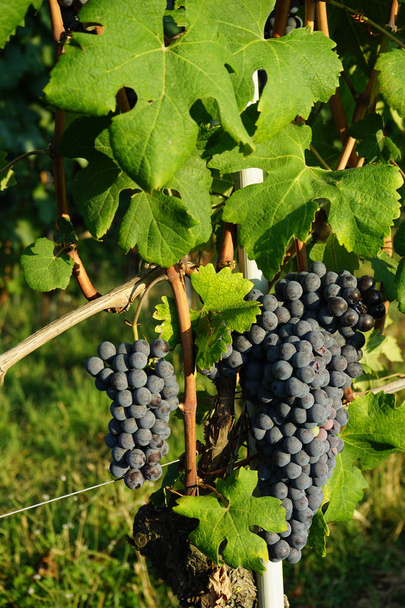 Csomó Nebbiolo szőlőből - Fotó, kép