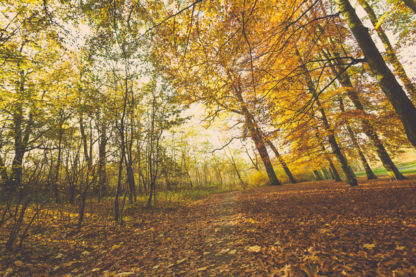 Colorful autumn in park. - Valokuva, kuva