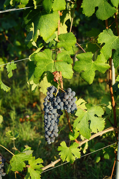 Kiść winogron Nebbiolo - Zdjęcie, obraz