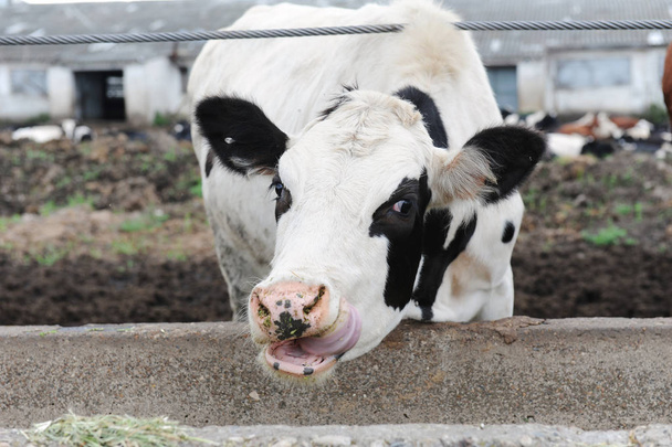 Белые с черными пятнами доят коров питаются кормом на коровьей ферме
 - Фото, изображение