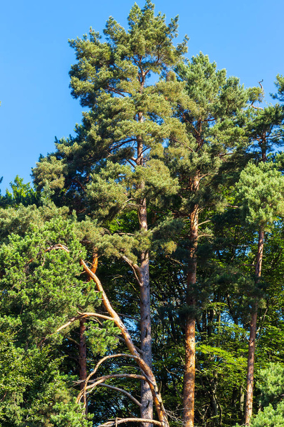 Borový les v dopoledních hodinách s teplým slunečním světlem v létě. - Fotografie, Obrázek