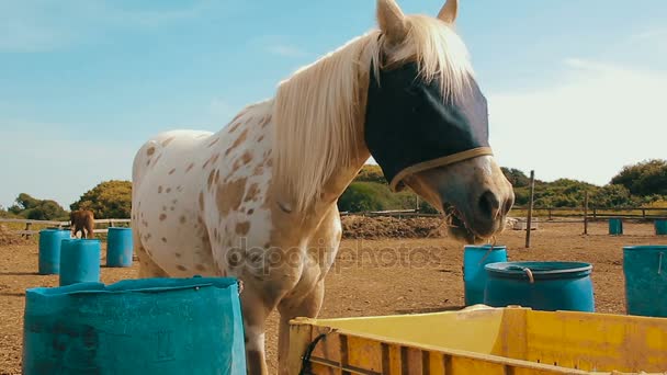 Cinemagraph a fehér ló egy zsákvászon zsák, amely a szeme a ház - Felvétel, videó