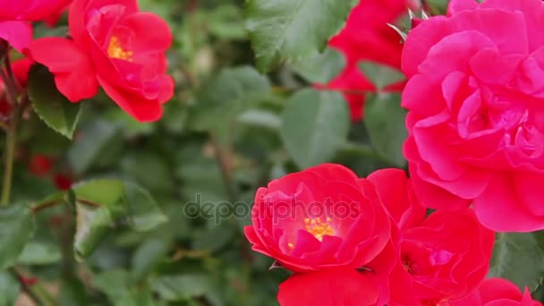 Piękne czerwone róże bujną pachnące w parku z bliska. Kwitną kwiaty róż w ogrodzie - Materiał filmowy, wideo
