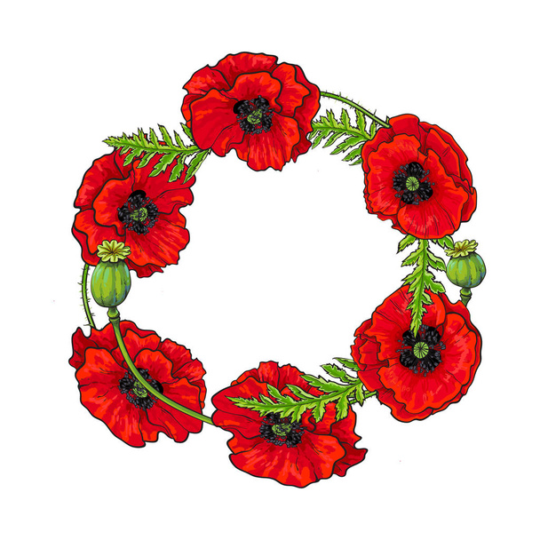 Vector red poppy flower blossom blooming template. - Vector, Image
