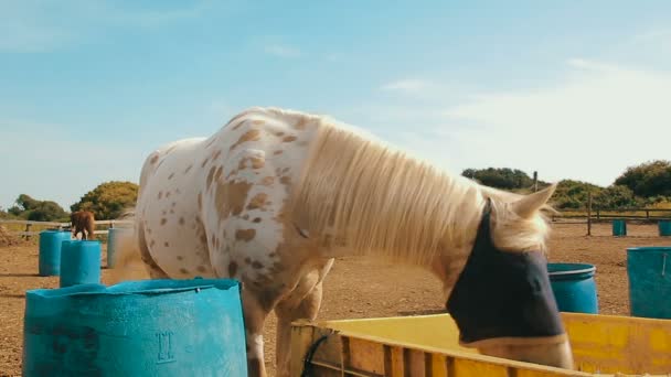Cinematógrafo de caballo blanco con un saco de arpillera que cubre sus ojos en el rancho
 - Imágenes, Vídeo