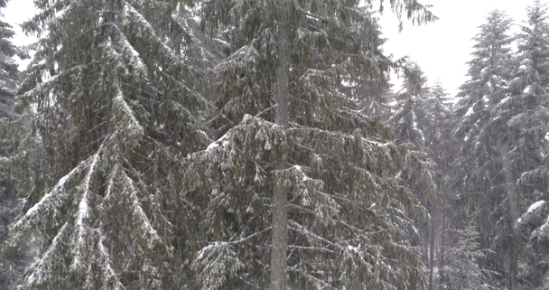 Aeria widok Zima Krajobraz - Materiał filmowy, wideo