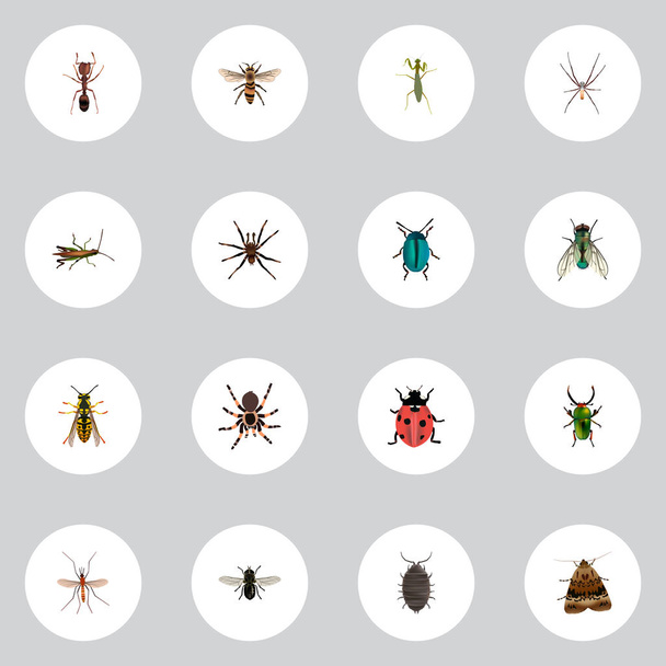 Realistinen leppäkerttu, Gnat, Grasshopper ja muut vektorielementit. Joukko Bug realistisia symboleja sisältää myös Tarantula, Leppäkerttu, Midge Objects
. - Vektori, kuva