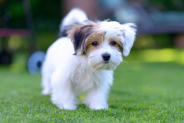 Adorabile, curioso cucciolo che gioca su erba verde
 - Foto, immagini