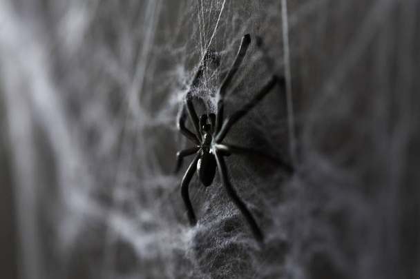 halloween decoration of black toy spider on cobweb - 写真・画像