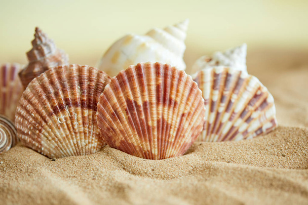 collection of shells on sandy beach - Foto, afbeelding