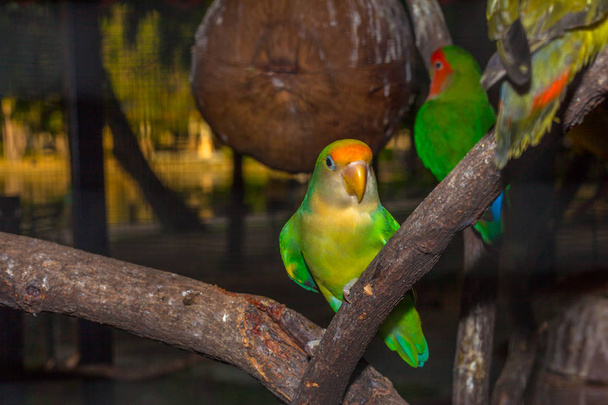 colorful parakeet birds in the twilight - Foto, afbeelding