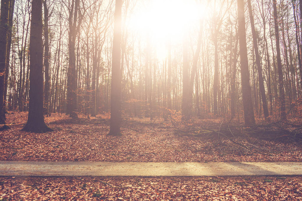 Éclat lumineux du soleil à travers les troncs d'arbres dans les bois
 - Photo, image