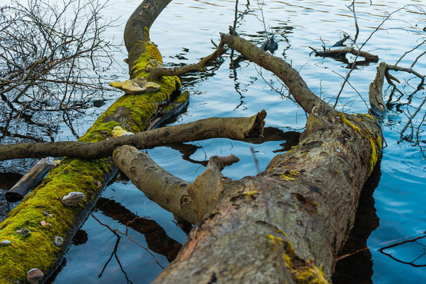 倒れた木の幹や枝の湖で - 写真・画像