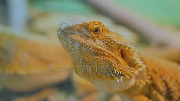 Lagarto de dragão bardado amarelo no zoológico
 - Filmagem, Vídeo