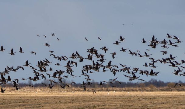 Observation de la migration printanière des oies migratrices en République de Carélie
. - Photo, image