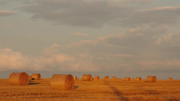 Campo di grano dopo il raccolto con balle di paglia al tramonto - Filmati, video