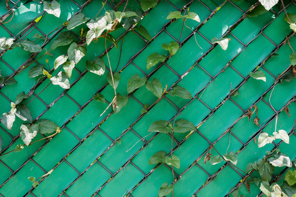 Recinzione in plastica verde con trama della parete in rete metallica
 - Foto, immagini