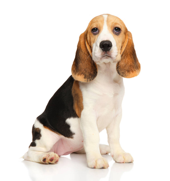 Beagle štěně na bílém pozadí - Fotografie, Obrázek
