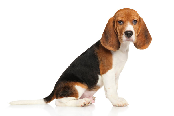 Beagle puppy on white background - Photo, Image