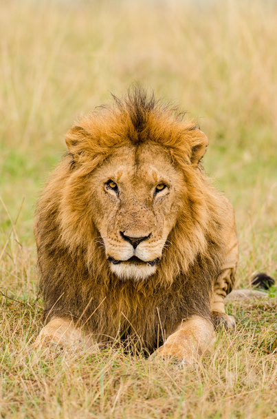 Löwenmännchen starren - Foto, Bild