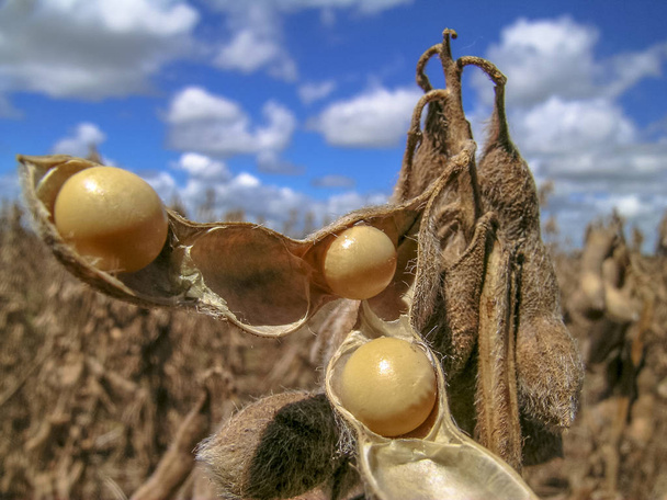 熟した大豆収穫の準備ができて - 写真・画像