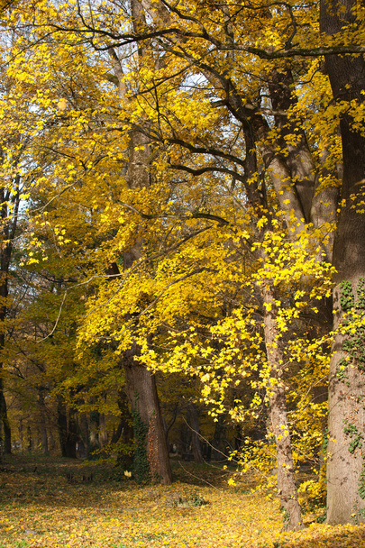 Colorful fall forest - Zdjęcie, obraz