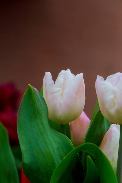 Білі тюльпани з краплями в ранковому світлі
. - Фото, зображення