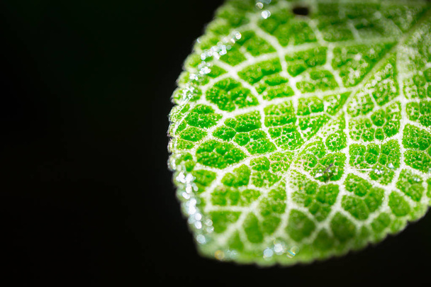 closeup green leaf micro texture isolated on black. science of nature plant life. - Photo, Image
