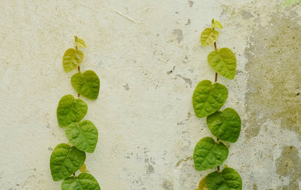 Мексиканская маргаритка лазает по цементной стене во дворе сада
 - Фото, изображение