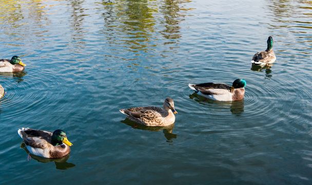 Pond with ducks in the autumn season - Zdjęcie, obraz