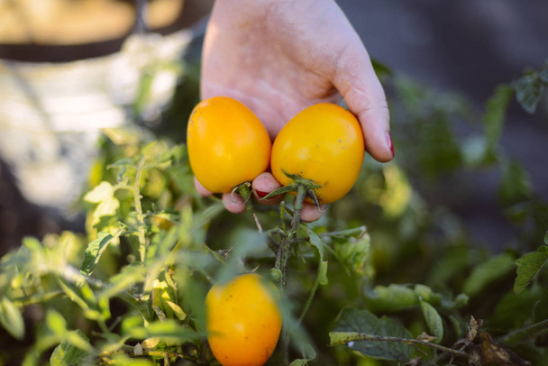 新鮮な収穫のトマトとピーマン農家手。Freshl - 写真・画像