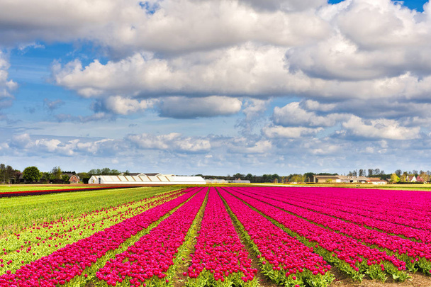 Campos de Tulipin Nethrlands
 - Foto, Imagem