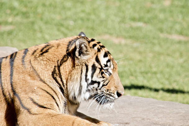 tigre está descansando
 - Foto, imagen