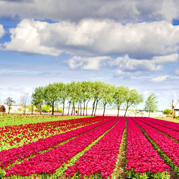Campos de Tulipin Nethrlands
 - Foto, Imagem