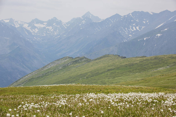 Wiese. Gebirgslandschaft des Altai, Russland - Foto, Bild