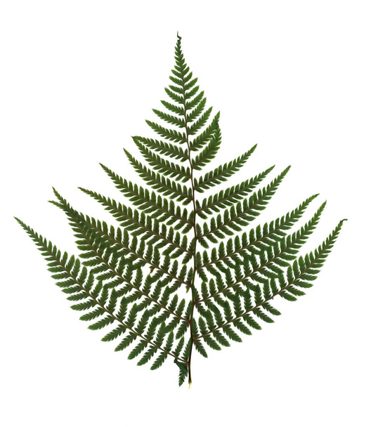 oil draw dry green pressed leaf of fern isolated - Фото, изображение