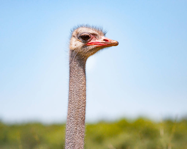 The Curious african ostrich - Фото, зображення