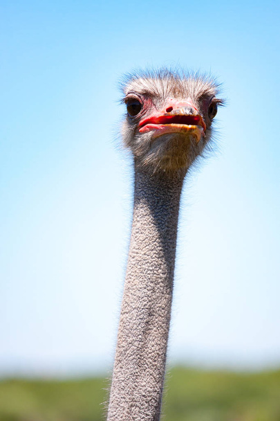Portrait of an adult ostrich. Close-up on the blue sky backgroun - Фото, зображення